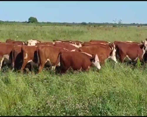 Lote 120 Terneras en San José de Feliciano, Entre Ríos