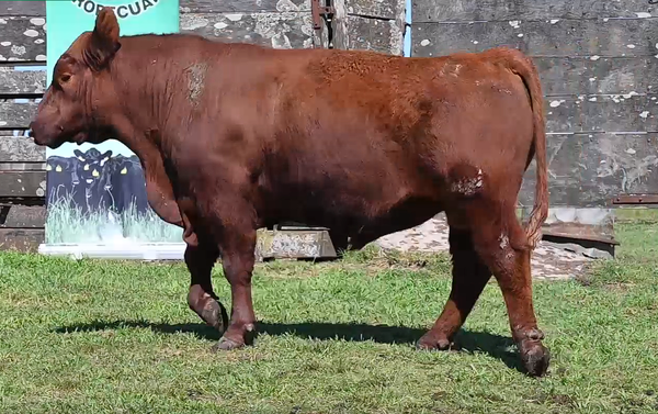 Lote TOROS PI 2 AÑOS RP 960 7132 888
