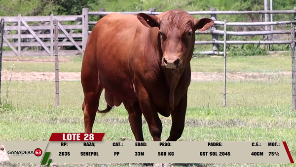Lote LOTE 28