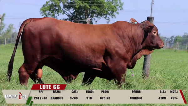 Lote LOTE 66