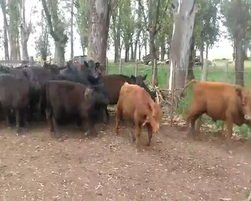 Lote 38 Terneros en Olavarría, Buenos Aires