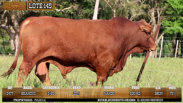 Lote LOTE 145