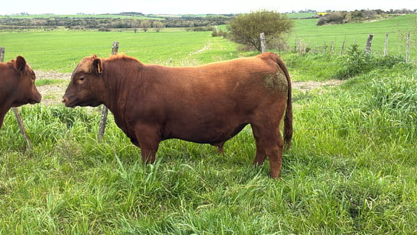 Lote La Margarita RP 43