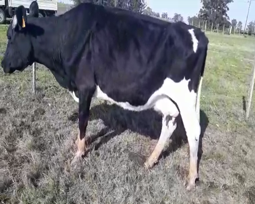 Lote Vacas de Invernada HOLANDO 480kg - , San José