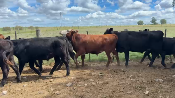 Lote NOVILLOS 1 a 2 AÑOS