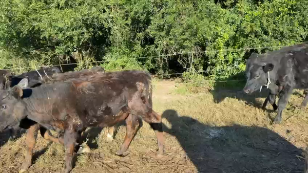 Lote TERNEROS Y TERNERAS