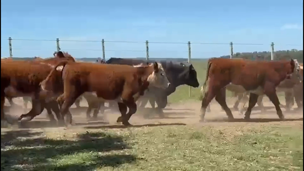 Lote 125 Terneros