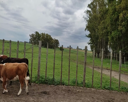 Lote (Vendido)3 Terneras 1HE,  1 AA X HE,  1 NO X RA 149kg - , Colonia
