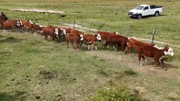 Lote 130 Terneras en Corrientes, San Roque