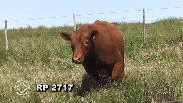 Lote RED ANGUS