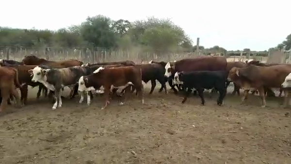 Lote 100 Terneros en Suncho Corral, Santiago del Estero
