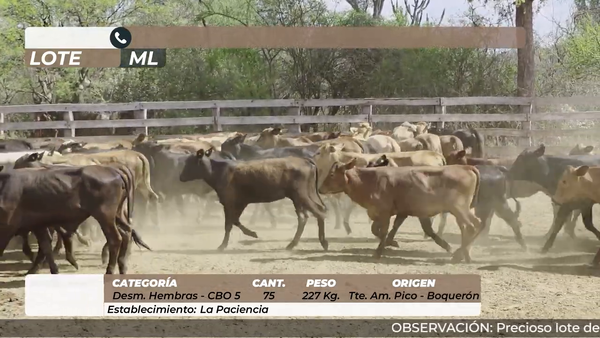 Lote Desmamantes Hembras