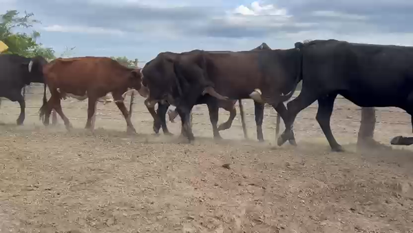 Lote 110 Vacas de invernar en Chaco, Puerto Velaz