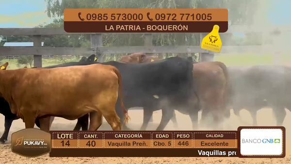 Lote Vaquillas Preñadas