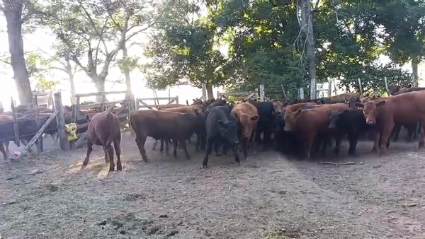 Lote 55 Terneras en Buenos Aires, San Antonio de Areco