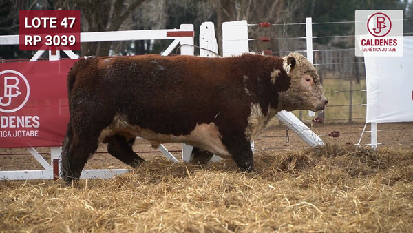 Lote Toro PR