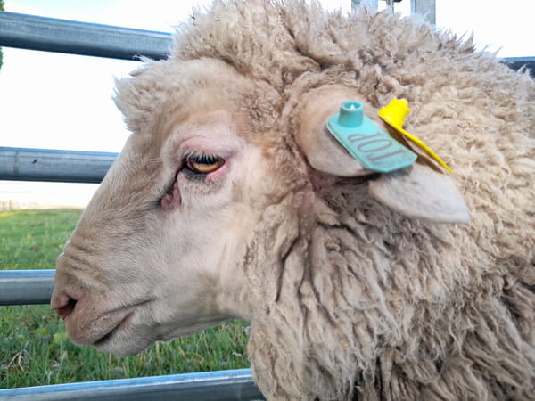 Lote Carnero TOP, 21-1324