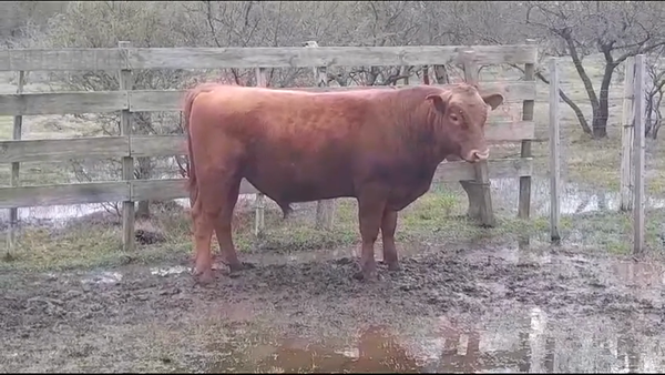 Lote (Vendido)Toros ANGUS COLORADO en POLANCOS