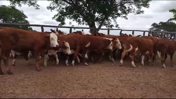 Lote 80 Terneros/as en Tabay, Corrientes