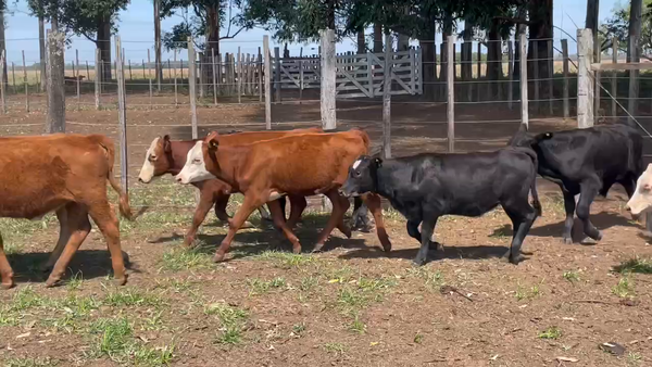 Lote 117 Terneros/as en Virasoro, Corrientes