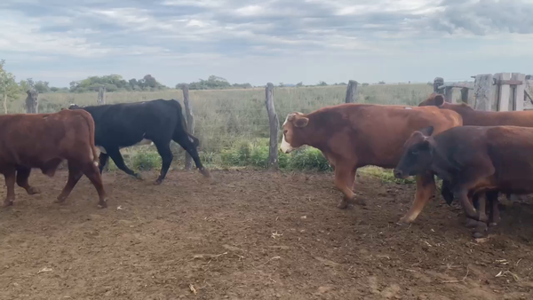 Lote 45 Novillos en Corrientes, San Lorenzo