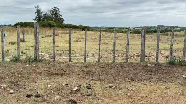 Lote TERNEROS Y TERNERAS