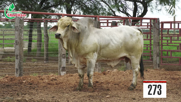 Lote Brahman