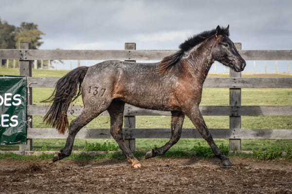 Lote VERDES MARES CURUPAY