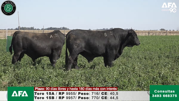 Lote """EL MATACO"" Toros"