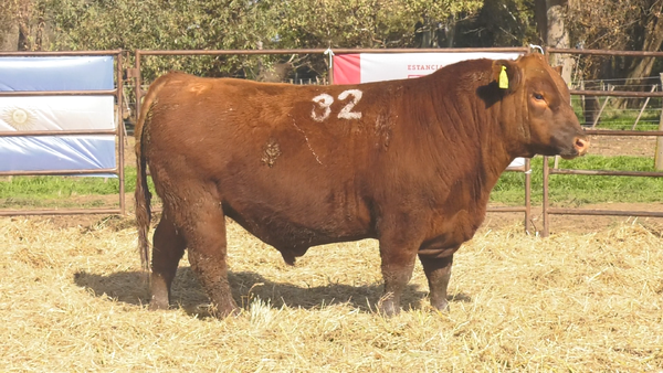 Lote TOROS ANGUS COLORADOS PC
