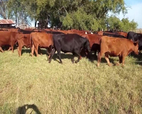 Lote 80 NOVILLITOS, EN LINCOLN, PCIA. DE BS.AS.