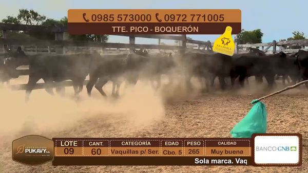 Lote Vaquillas para servicio