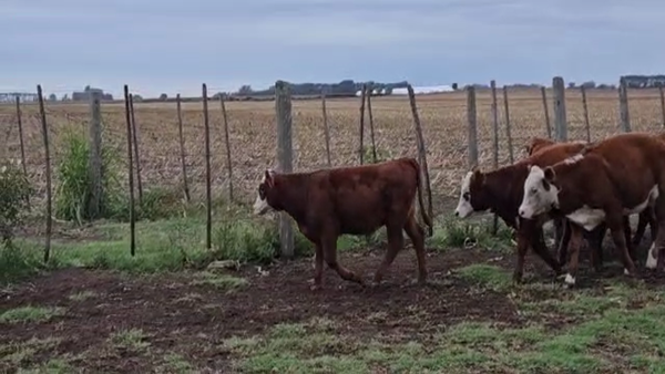 Lote Terneros/as en Los Toldos, Buenos Aires