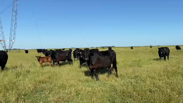 Lote 100 Terneras  A TÉRMINO en Laprida
