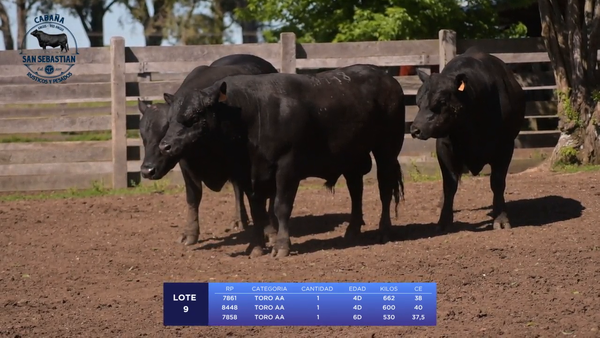 Lote Lote 9 - San Sebastian