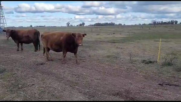 Lote 18 Vacas nuevas C/ gtia de preñez en Saladillo, Buenos Aires