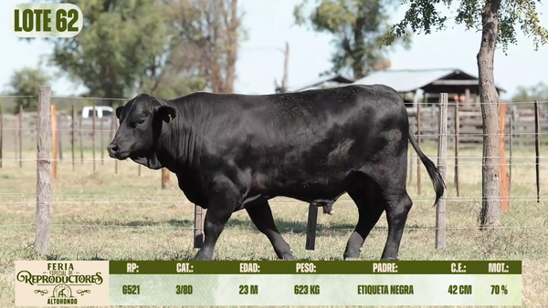 Lote LOTE 62