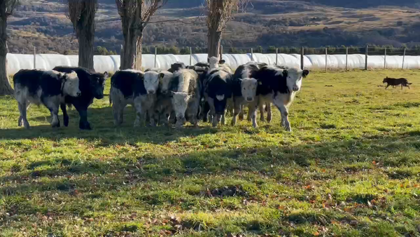 Lote 21 Ternero en Coyhaique, XI Región Aysén