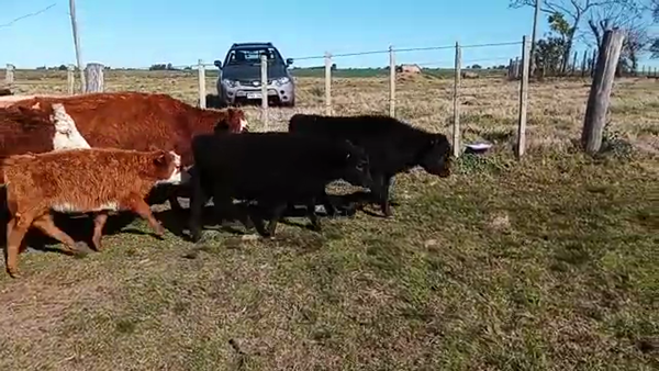 Lote 20 Piezas de cría CRUZAS 380kg - , San José