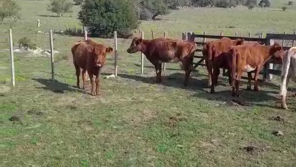 Lote VACAS DE INVERNADA