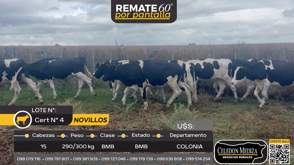 Lote 15 Novillos en La Horqueta, Colonia