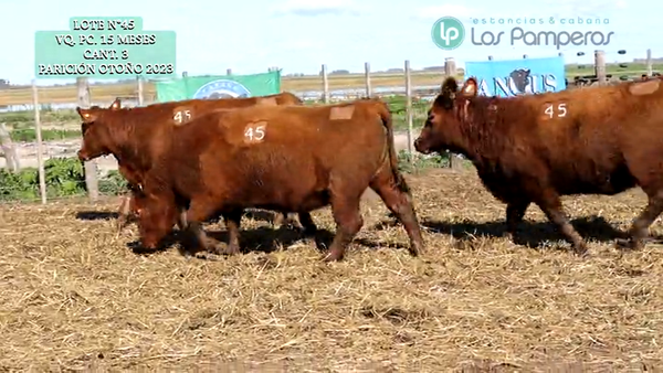 Lote VAQUILLONAS PC 15 MESES - PREÑADAS - PARICION OTOÑO 23