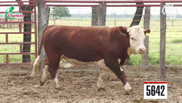 Lote Hereford