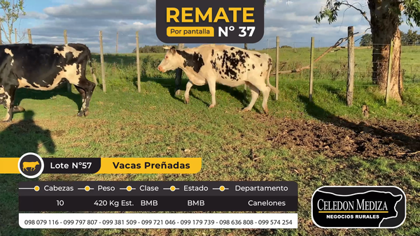 Lote 10 Vacas preñadas en Canelones