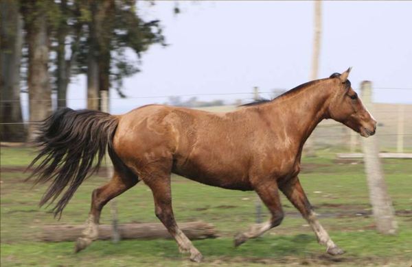 Lote Vichuca del Conventos