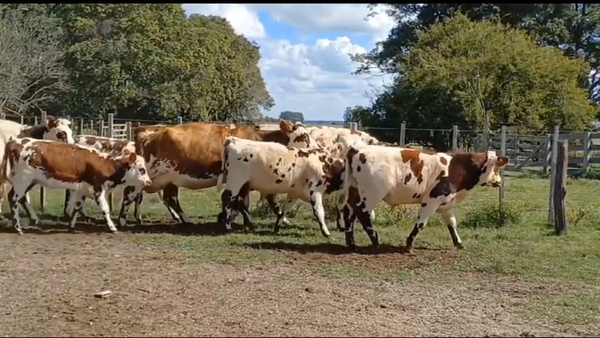 Lote 40 Piezas de cría NORMANDO en LA SIERRA