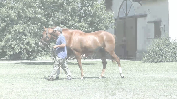 Lote ELTHON'S RIDE (RERIDE - BEATRIZ LA BASKA )