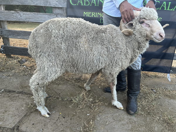 Lote Borrego 2D (MO: No)