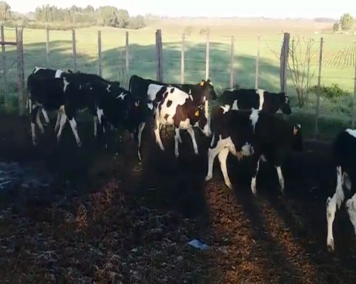 Lote (Vendido)10 Terneros HO 100kg -  en POLANCOS