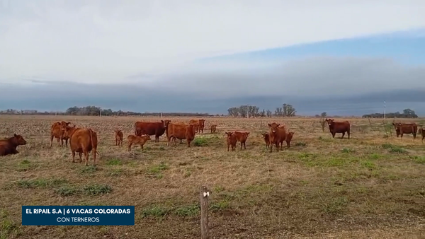 Lote EL RIPAIL | 6 Vacas nuevas coloradas con cria